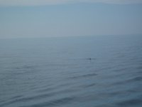 P8050006