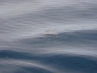 P8050011