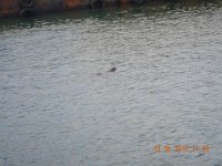 DSCN0351